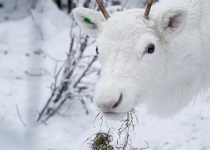 North Serene 18a By Hilla Levi